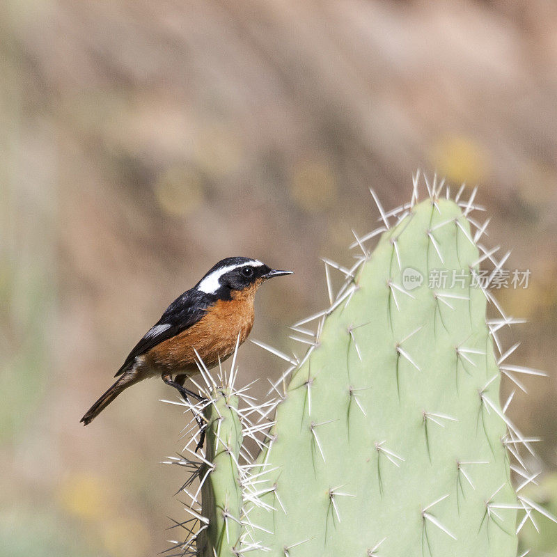 Male Moussier's Redstart, Phoenicurus moussieri